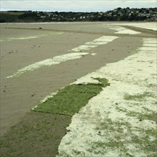 Layer of seaweeds
