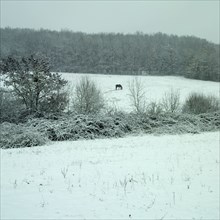 Horse in a snowy field