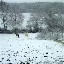 Chevaux trottant en hiver