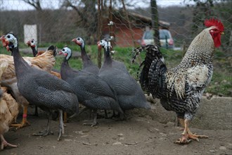 Roosters and Guinea fowls