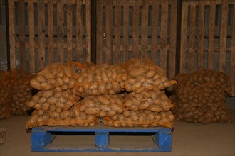 Sacs de pommes de terre sur une palette