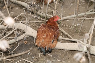 Hen