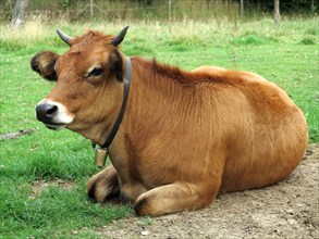 Vache dans un pre