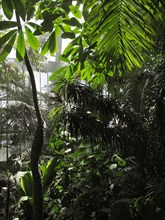 Greenhouse at the Jardin des Plantes