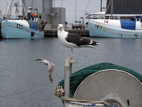 Seagull in the Danish harbour of Kerteminde