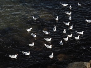 Terns near La Trinite-sur-Mer