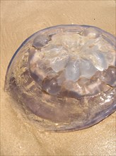 Jellyfish washed up on a beach