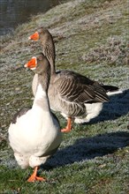 Geese