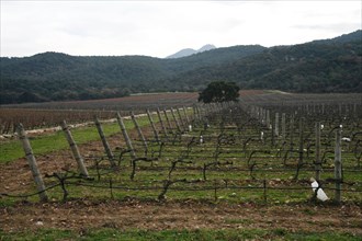 Vineyards in Argeles-sur-Mer