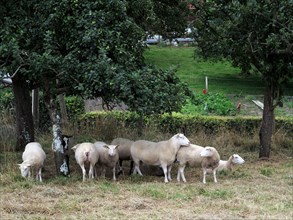 Moutons de Carnac
