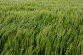 Wheat field near Pithiviers