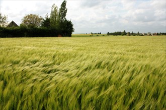 Wheat field near Pithiviers