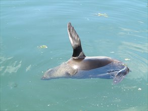Sea lion.

Capetown, South Africa.

December 2012.