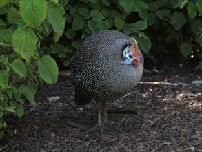 Numidian guinea fowl