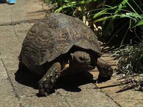 Tortue