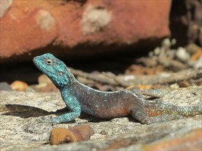 Lézard bleu