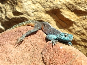 Lézard bleu