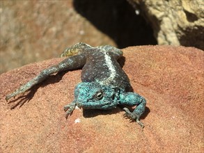 Lézard bleu