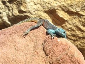 Lézard bleu