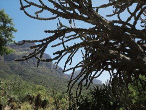 Le Cap, Jardin botanique national Kirstenbosch