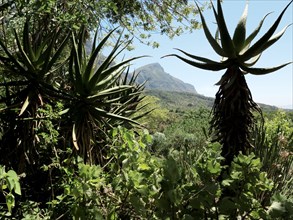 Le Cap, Jardin botanique national Kirstenbosch