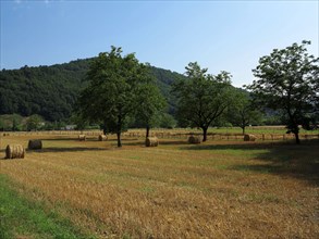 Fields with walnut trees in Correze
