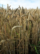 Wheat field in the Pays de Caux