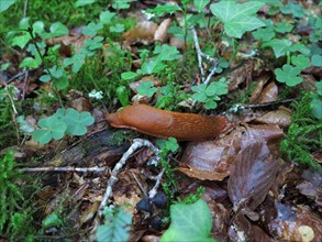 Brown slug