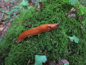 Brown slug