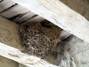 Swallow's nest.