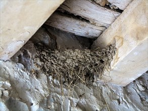 Swallow's nest.