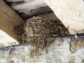 Swallow's nest.