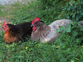 Poules