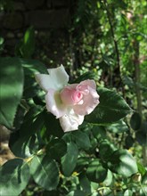Rose (flower)