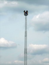 Fireman's ladder