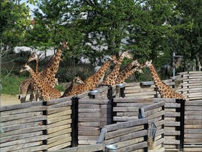 Girafes d'Afrique de l'Ouest