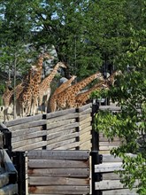 Girafes d'Afrique de l'Ouest