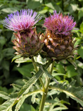 Artichaut en fleur