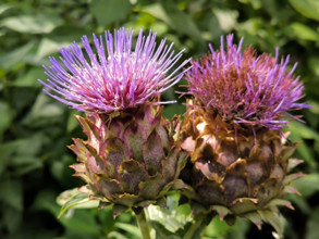 Artichaut en fleur