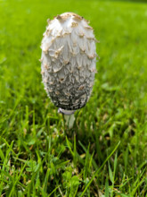 Coprin chevelu