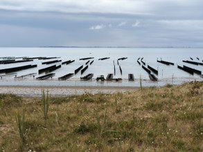 Parcs à huîtres et bouchots à moules en Normandie