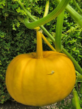 Potiron