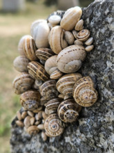 Escargots accrochés à un muret