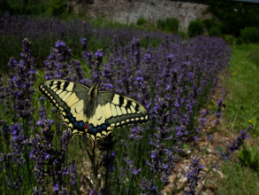 Machaon jaune