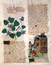 Tractatus De Herbis Manuscript