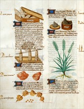 Tractatus De Herbis Manuscript
