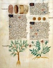 Manuscrit "Tractatus De Herbis"
