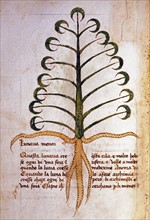 Herba lunaria minore