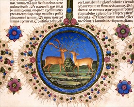 Bible of Borso d'Este, Two stags