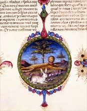 Bible de Borso d'Este, Félin allongé et lapin